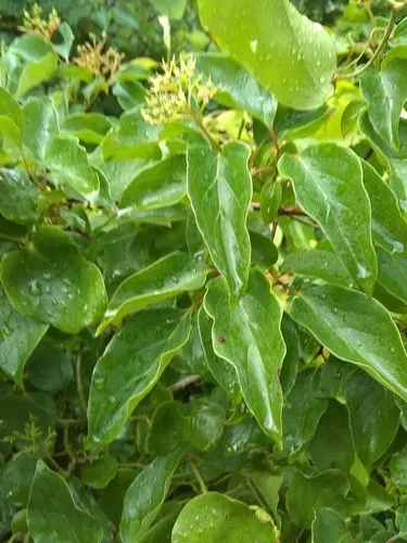 glanzmispel dngen mein schner garten Purgrn Glanzmispeldnger 1 kg