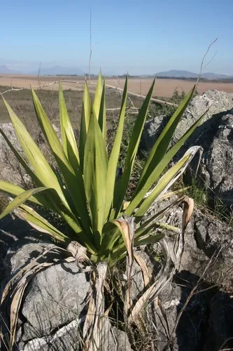 Ist Hundertjhrige Agave giftig?