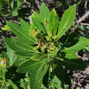 How to Propagate Dune false currant