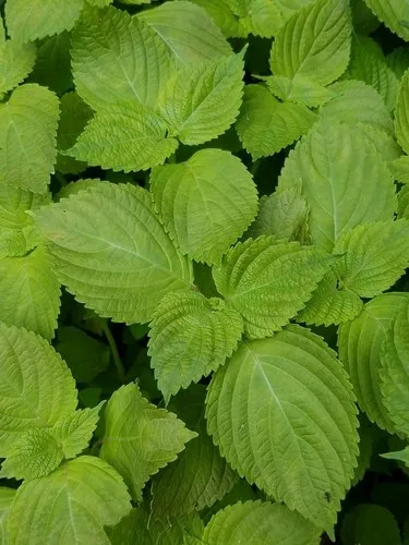 エゴマ（荏胡麻） (Perilla frutescens) - PictureThis