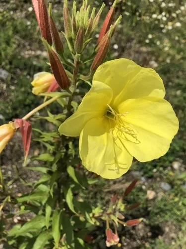 オオマツヨイグサ（大待宵草） (Oenothera glazioviana