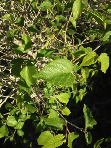 Texas mulberry