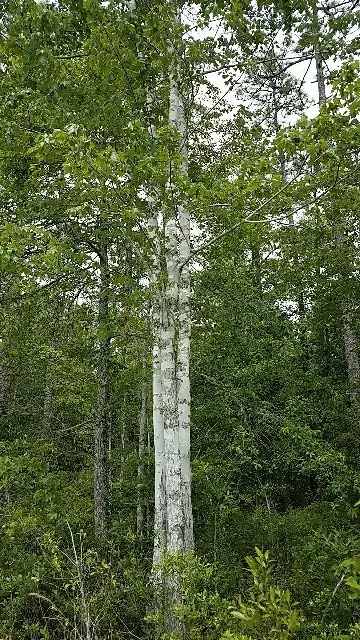 Gray poplar