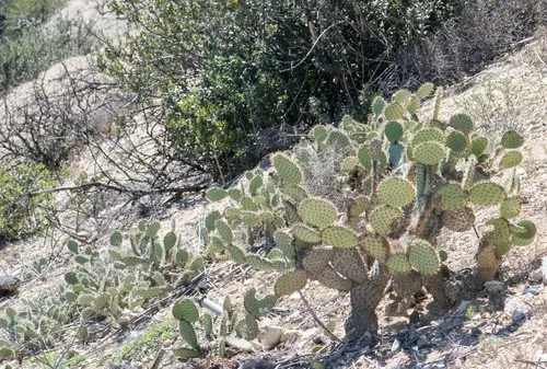 輸入苗 opuntia spec oklansis オプンチア サボテン 輸入苗 opuntia spec oklansis オプンチア サボテン Opuntia sulphurea