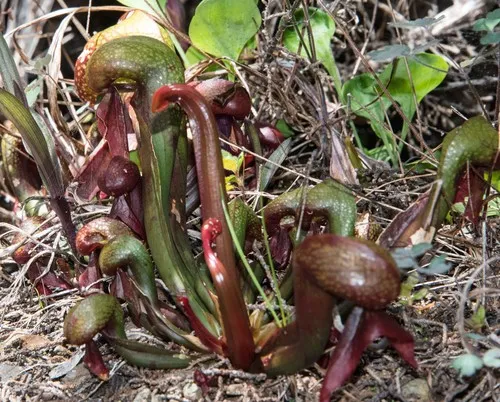 ダーリングトニア・カリフォルニカ (Darlingtonia californica ダーリングトニア・カリフォルニカ (Darlingtonia californica