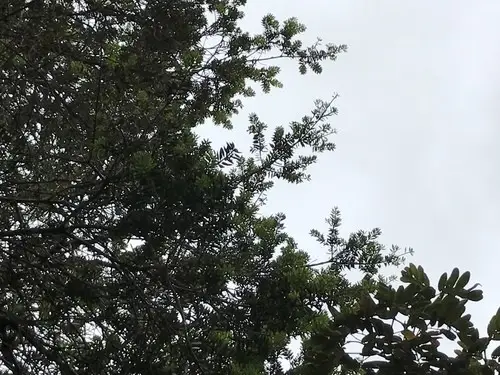 Prumnopitys montana