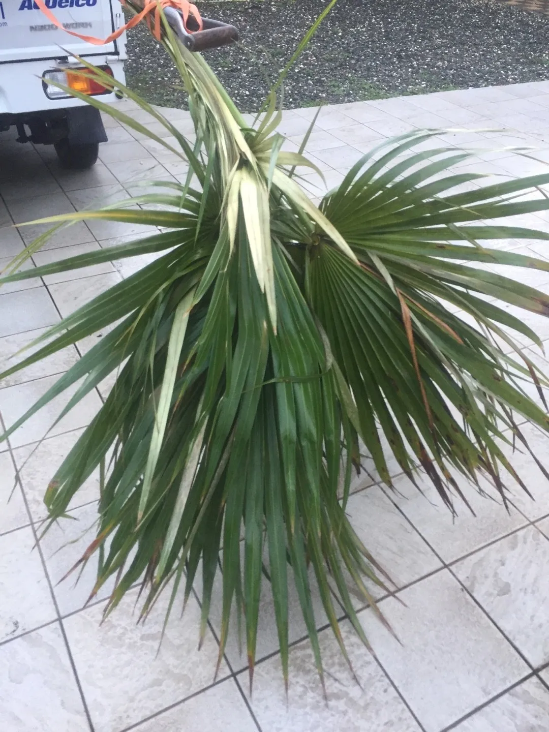 ワシントンヤシモドキ　？ ワシントンヤシモドキの判定方法 (Washingtonia robusta)