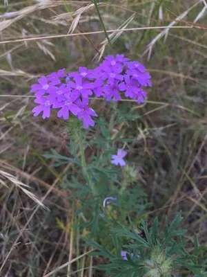 152519734741434370.jpeg?x-oss-