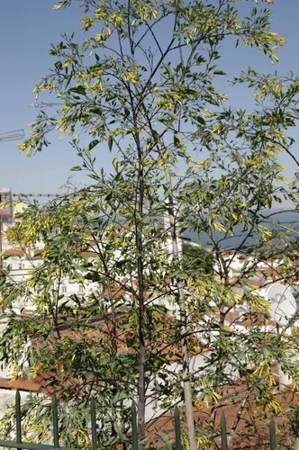 tree tobacco toxicity Tree tobacco