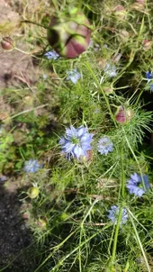 ニゲラの判定方法 (Nigella damascena)