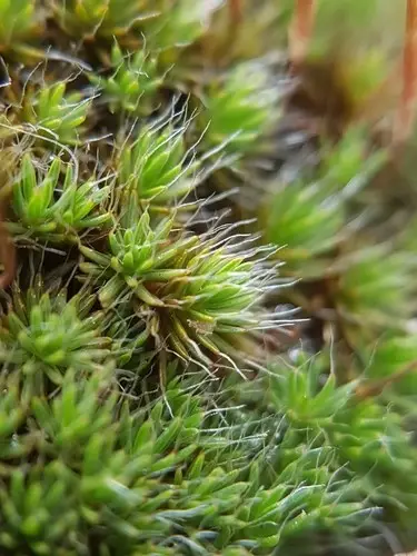 Polytrichum moss