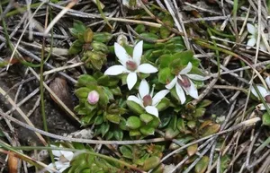 How to Propagate White marianth