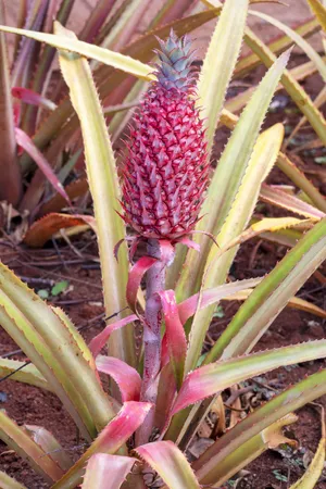 large zz plants 3-5 FT ZZ Plant- NYC, NJ, CT, Boston, Providence, Washington DC, Baltimore,  Philadelphia, Princeton, Long Island, and Upstate NY Local Plant Delivery –  Dahing Plants
