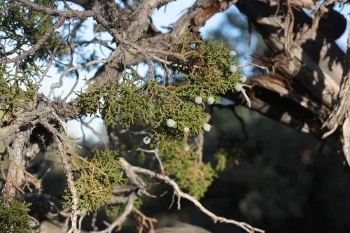 ビャクシン属 (分類, 特徴, 分布, 画像)