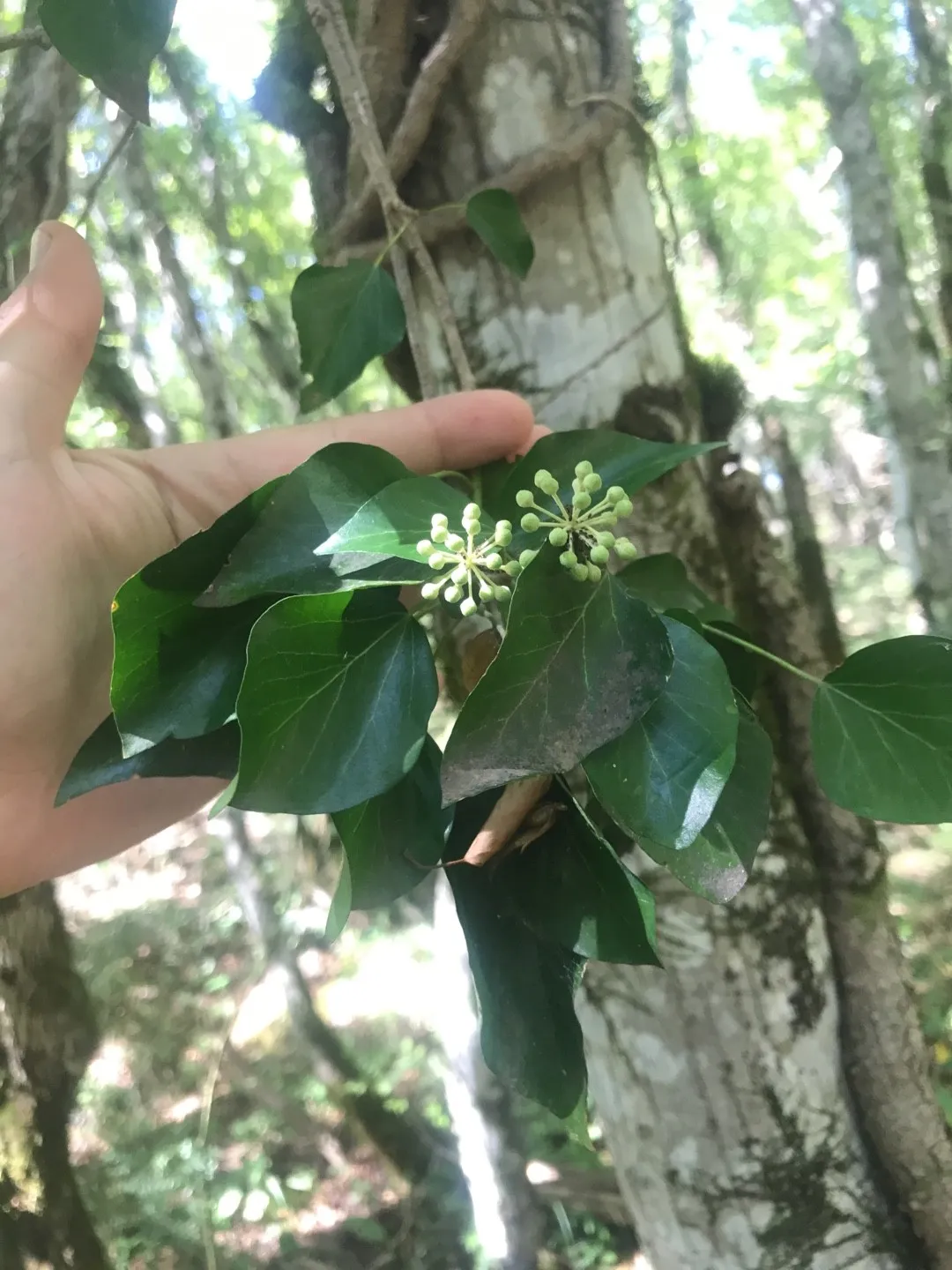 How to identify Japanese ivy (Hedera rhombea)