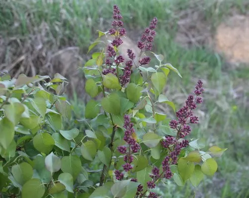 Lila - Syringa vulgaris (Cuidado. Lila - Syringa vulgaris (Cuidado.