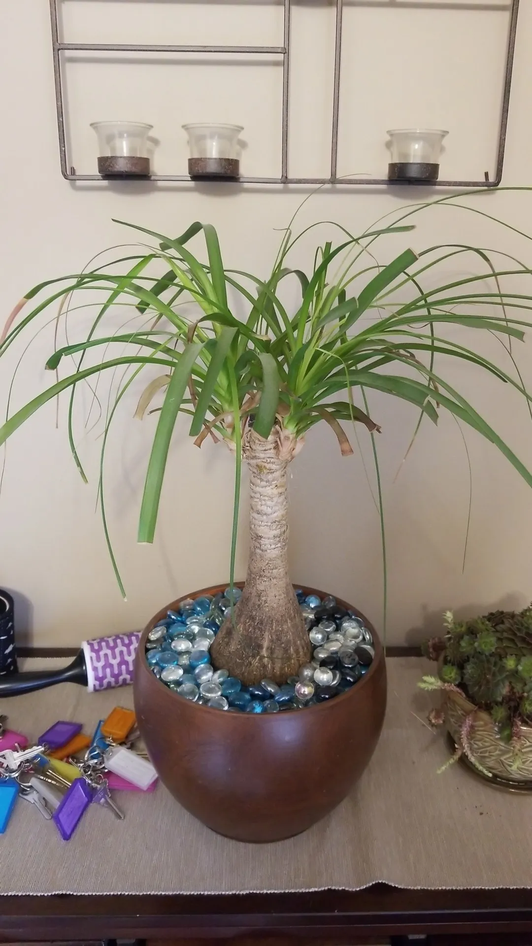 トックリラン（徳利蘭）の判定方法 (Beaucarnea recurvata)