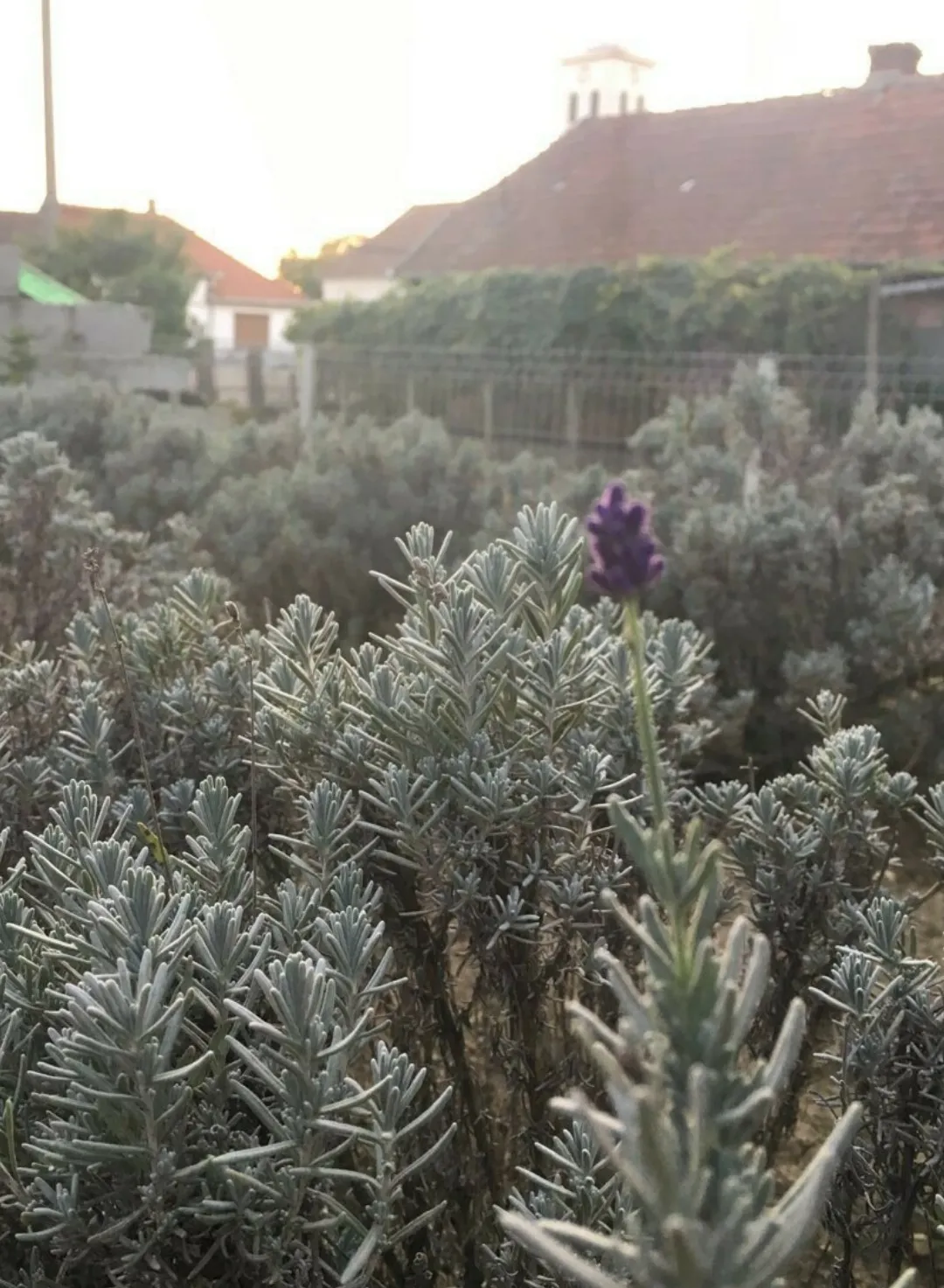 Come identificare Lavanda officinale (Lavandula angustifolia), image size:1080x1473