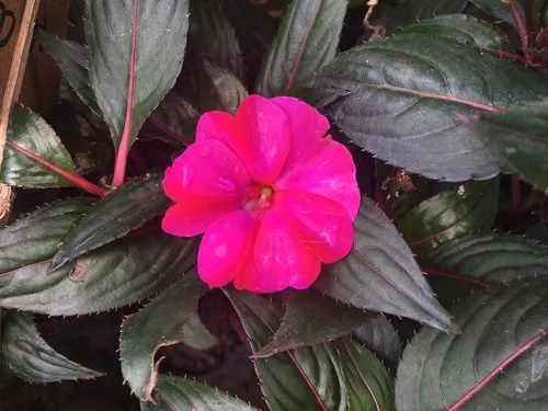 ニューギニア・インパチェンス (ケア, 特徴, 花, 画像) ニューギニア・インパチェンス (ケア, 特徴, 花, 画像)