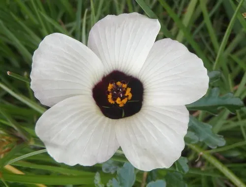花。 adidas ZX 8000 “Hanami” Pack Celebrates Japan and Germany's