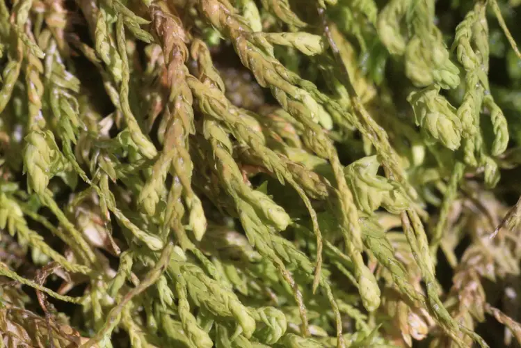 Common tree-apron moss