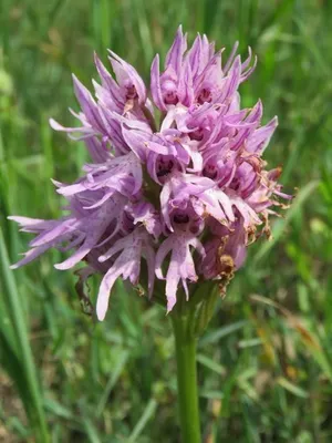 How to Grow and Care for Naked-man orchid