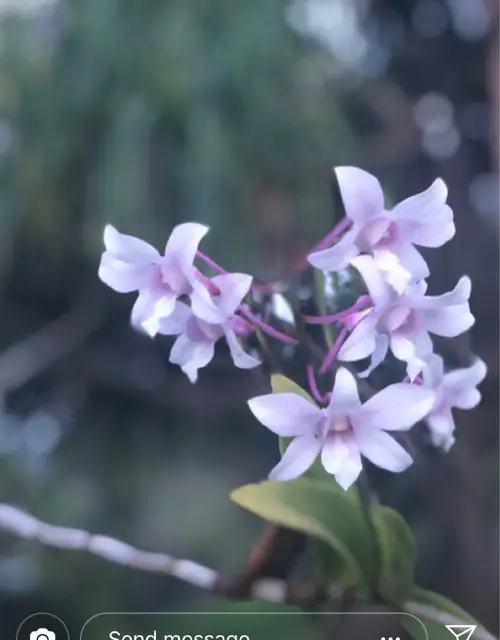 Forest-dwelling calanthe