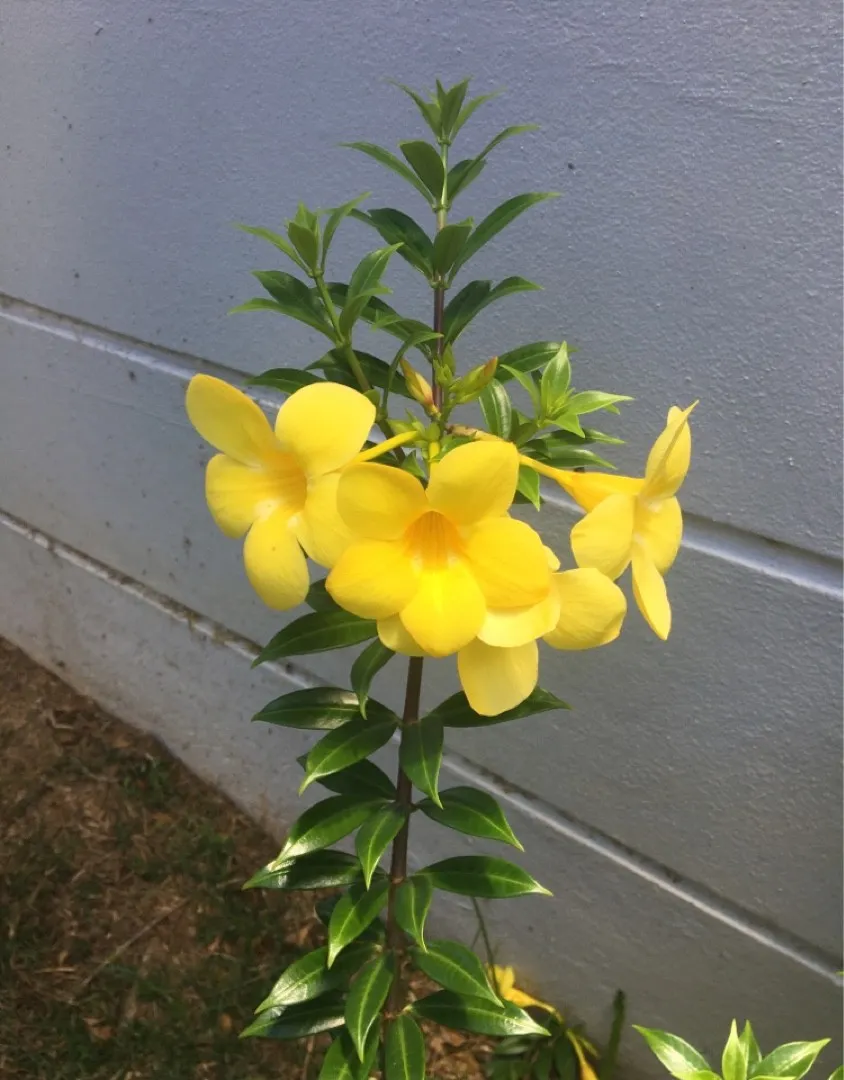 アリアケカズラ（有明葛）の判定方法 (Allamanda cathartica)