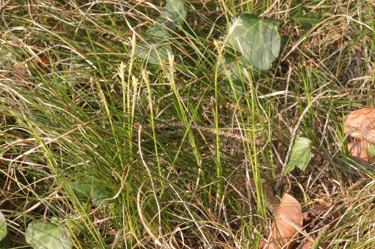Discover the Remarkable Benefits of Pukio for Your Garden and Ecosystem