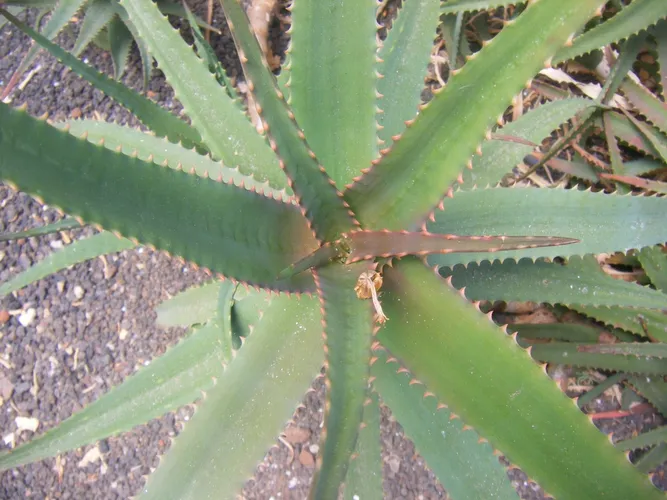 gel aloe Aloe Vera Gel main image 0