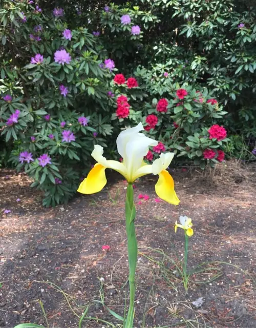 Iris × hollandica 'Symphony'