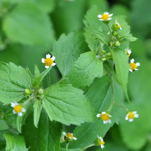 Gallant soldier (Galinsoga parviflora) Flower, Leaf, Care, Uses