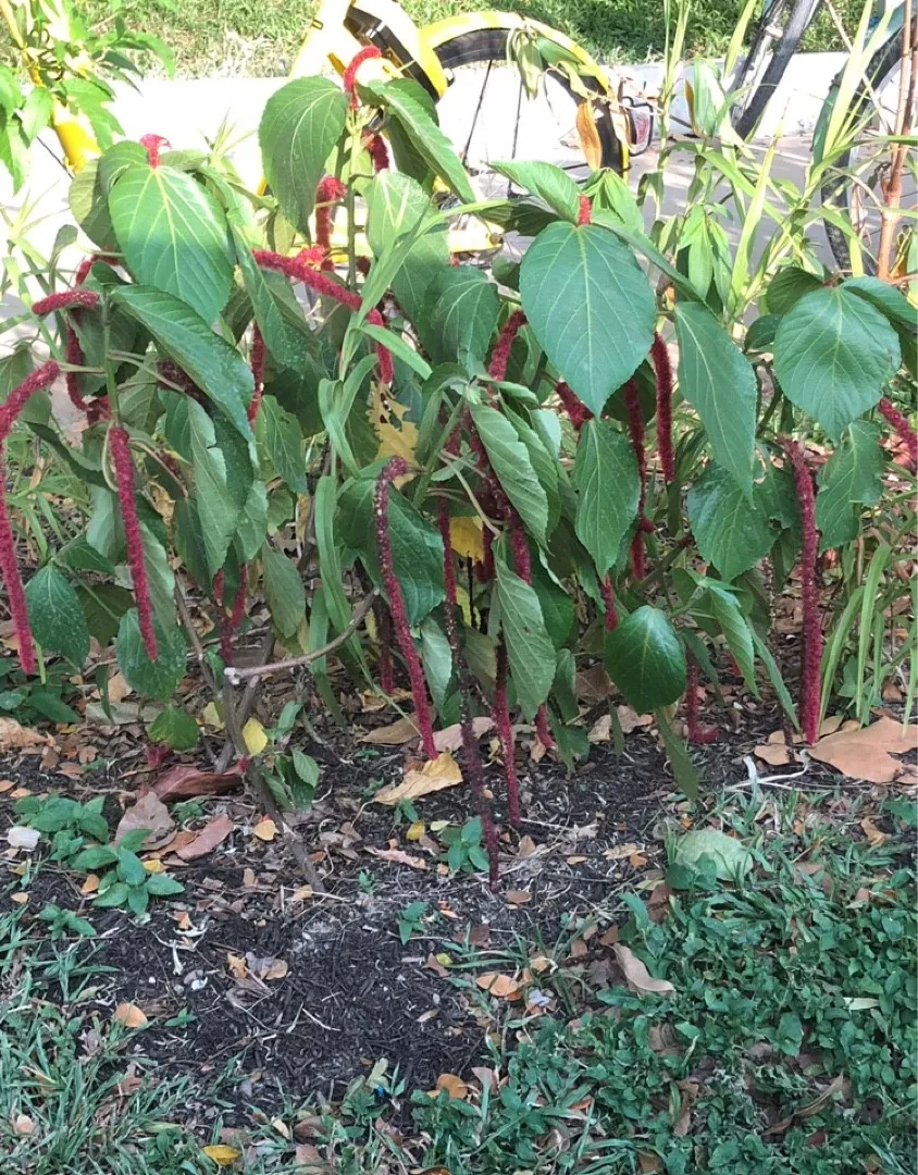 ベニヒモノキ　紅紐の木　苗　花木　赤・レッド　観葉植物 ベニヒモノキ 紅紐の木 苗 花木 あか・レッド 観葉植物 【公式通販】
