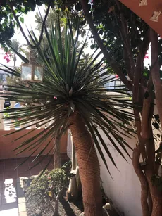Wie man Kanarischer Drachenbaum anbaut und pflegt