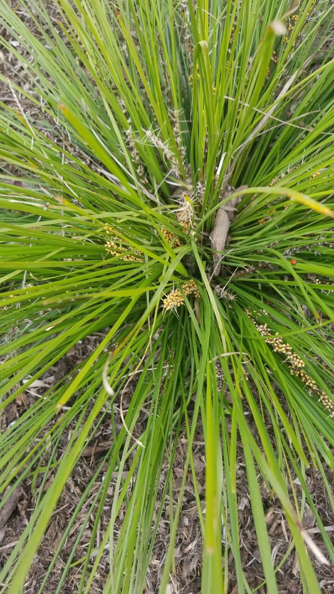 ロマンドラ・ロンギフォリアの判定方法 (Lomandra longifolia)