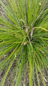 ロマンドラ・ロンギフォリアの判定方法 (Lomandra longifolia)