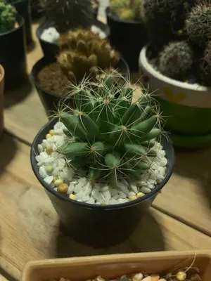 where can i buy cactus Buy Senita Cactus Phoenix, AZ | Lophocereus schottii main image 0