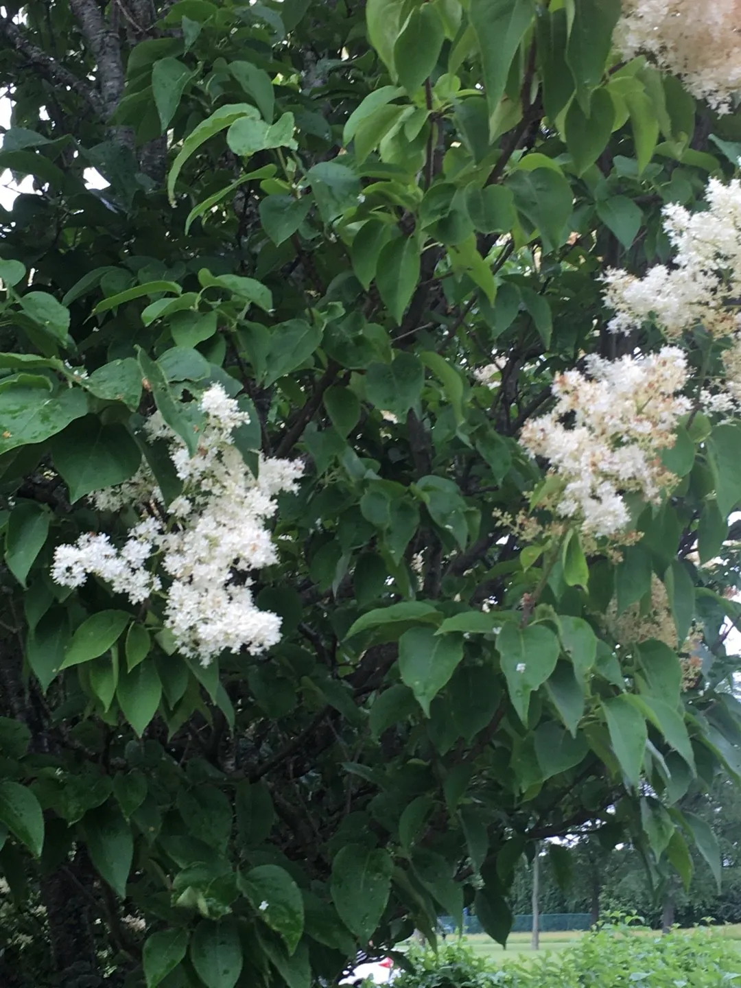 丁香花／ハシドイ ハシドイ（丁香花）の判定方法 (Syringa reticulata)