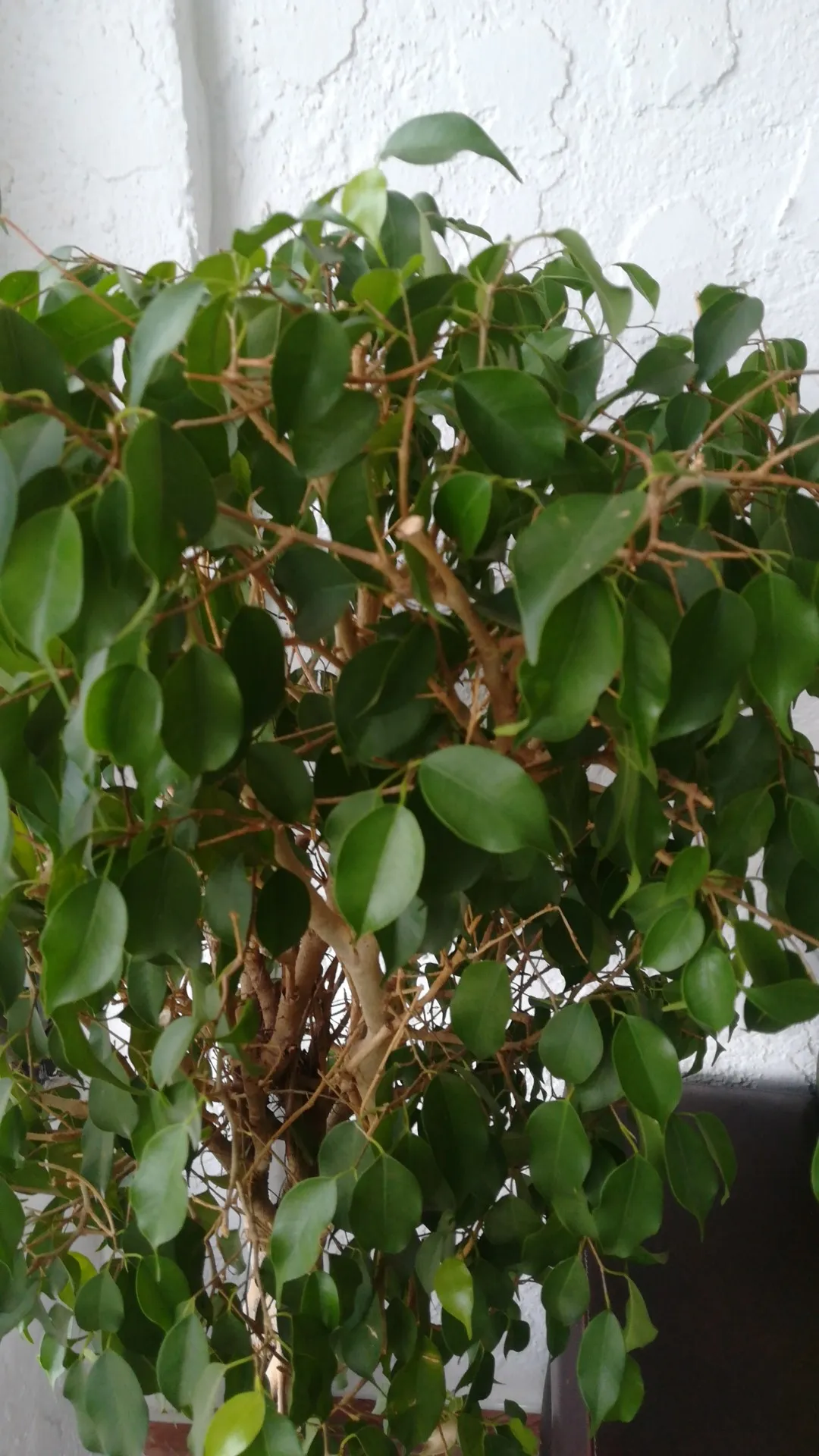 So identifizierst du Birkenfeige (Ficus benjamina)