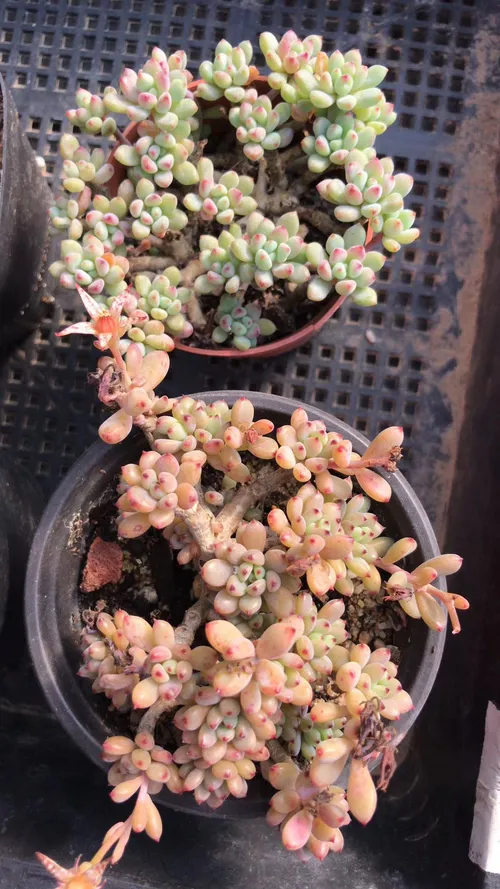 pink witch succulent nearby Aeonium Pink Witch 6" Pot