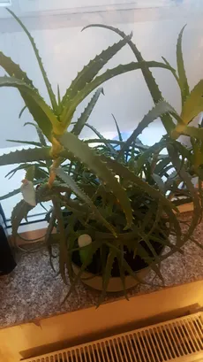 aloe vera e vitamin Sri Sri Tattva USA Aloe Vera Vit - E Cream