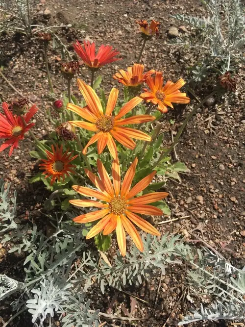 Arctotis × hybrida 'Flame'