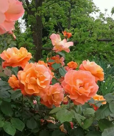 Roses 'Westerland'