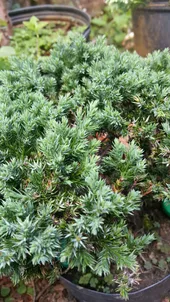 So identifizierst du Kriechender Wacholder (Juniperus procumbens)