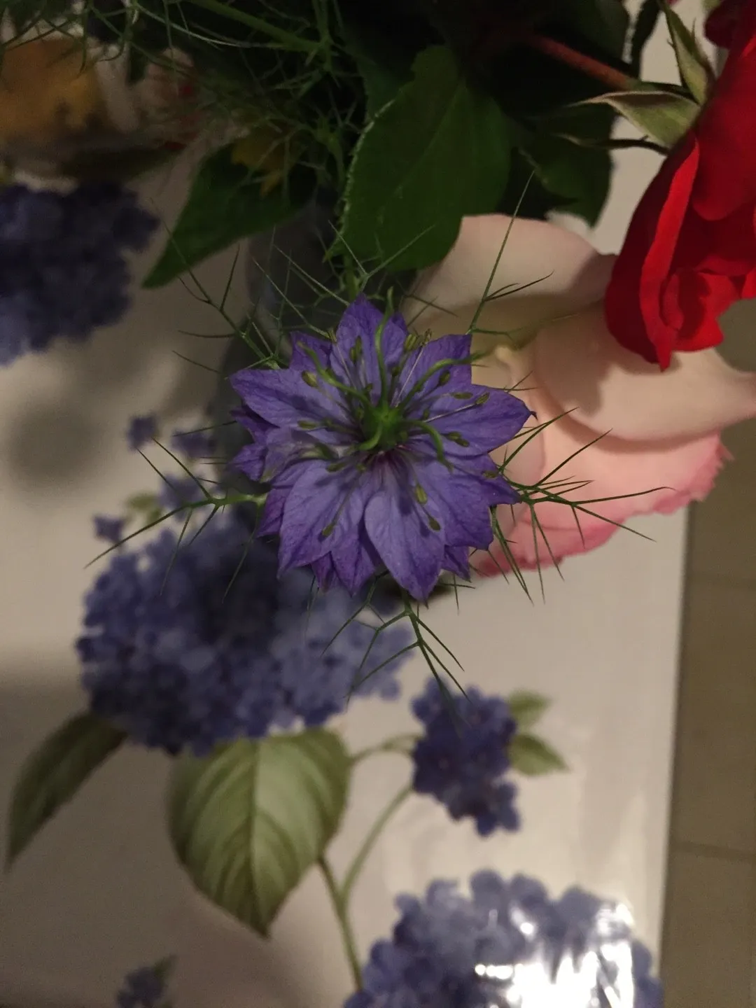 ニゲラの判定方法 (Nigella damascena)