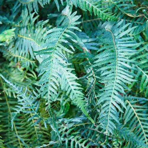 How to Plant and Grow Licorice Fern(Polypodium glycyrrhiza)