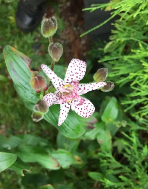 Speckled toad lily