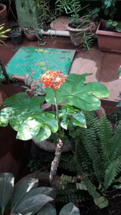 サンゴアブラギリ（珊瑚油桐）の判定方法 (Jatropha podagrica)
