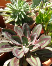 紅司の判定方法 (Echeveria nodulosa)