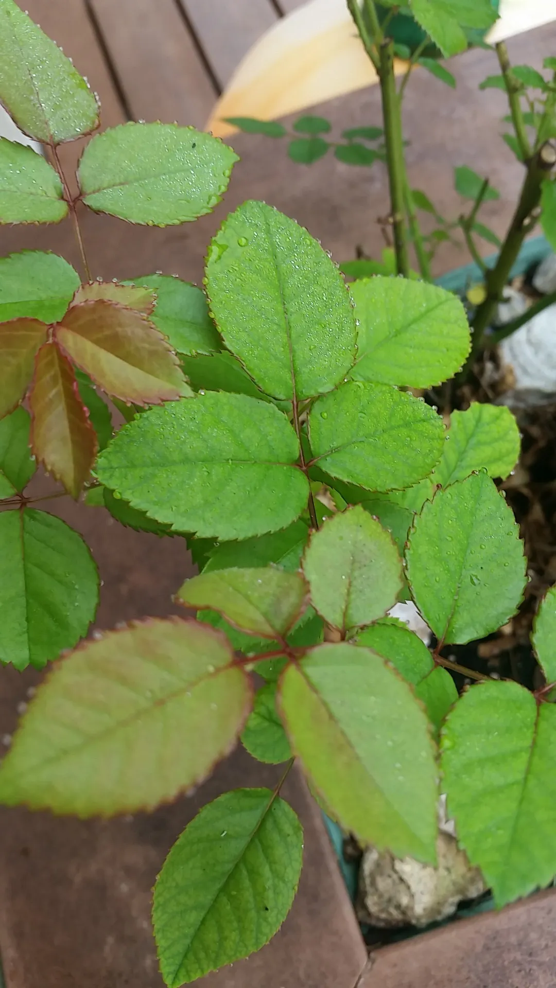 How to identify China rose (Rosa chinensis)